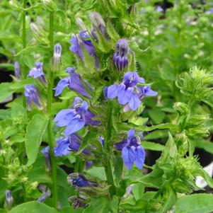 Lobelia siphilitica 'Great Blue'