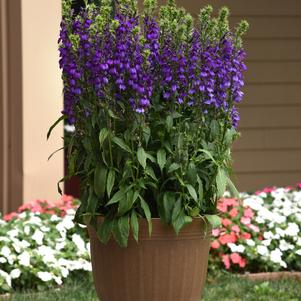 Lobelia speciosa 'STARSHIP™ Blue'