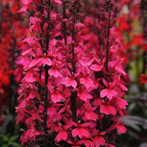 Lobelia speciosa 'STARSHIP™ Deep Rose'