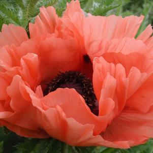 Papaver orientalis 'Aglaya'
