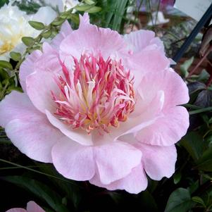 Peony 'Do Tell'