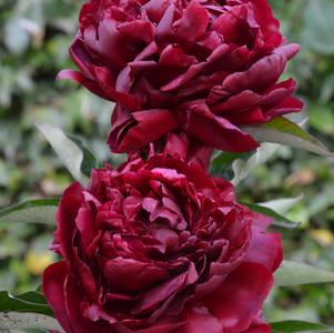 Peony 'Highlight'