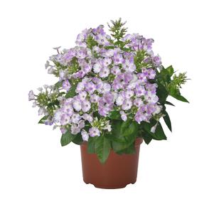 Phlox Dwarf Garden paniculata 'Flame® Lilac Star'