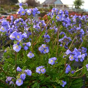 Polemonium 'Hurricane Ridge'