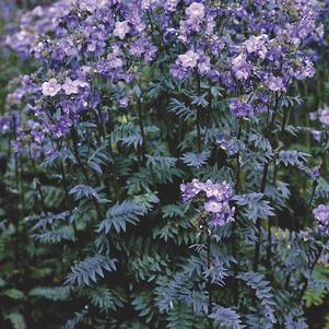 Polemonium yezoense 'Purple Rain Strain'