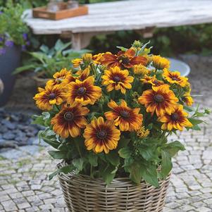 Rudbeckia hirta 'Sunbeckia® Luna'