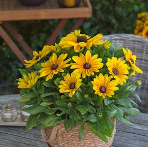 Rudbeckia hirta 'Sunbeckia® Maya'