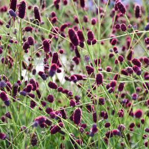 Sanguisorba x 'Plum Drops'