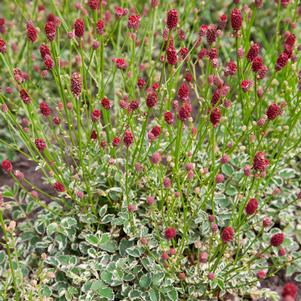 Sanguisorba officinalis var. microcephala 'Little Angel'