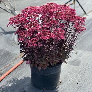 Sedum Tall Upright Clumping 'NOVA® Cherry Fizz'