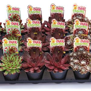 Sempervivum Chick Charms® 'Parfait Perfection'