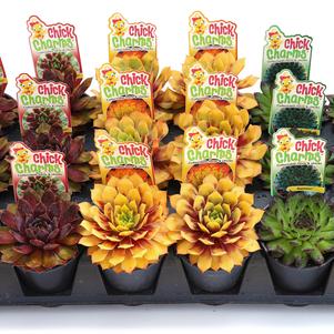 Sempervivum Chick Charms® 'Citrus Shock'