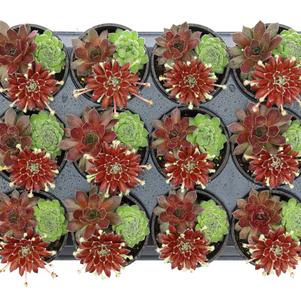 Sempervivum Chick Charms® 'Trio Sugar & Spice™'