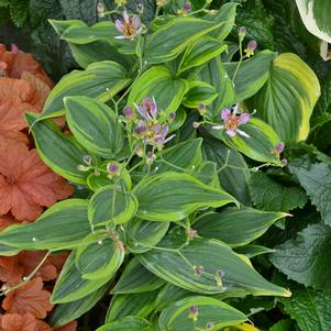 Tricyrtis formosana 'Autumn Glow'