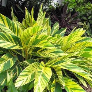 Alpinia zerumbet 'Variegata'
