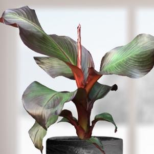Ensete ventricosum 'Maurelii'