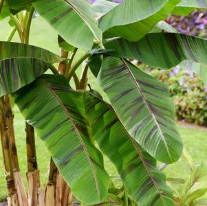 Musa sikkimensis 'Ever Red'