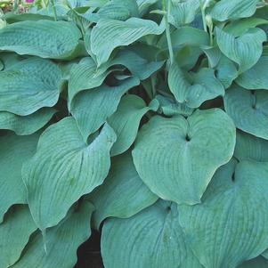 Hosta 'Blue Mammoth'