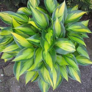 Hosta 'Justine'