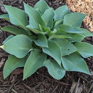 Hosta 'Fragrant Blue'