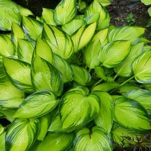 Hosta 'June Fever'