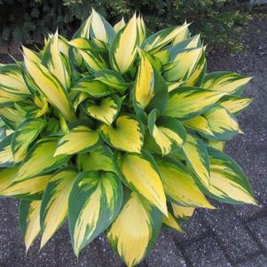 Hosta 'Orange Star'