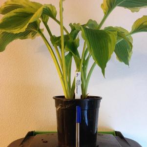 Hosta 'Tropical Dancer'