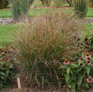 Panicum virgatum 'Red Flame'