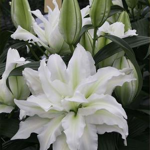Lilium - Oriental Lily Double Flowering 'Roselily™ Aïsha'