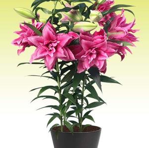 Lilium - Oriental Lily Double Flowering 'Roselily™ Esra'
