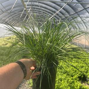 Pennisetum alopecuroides