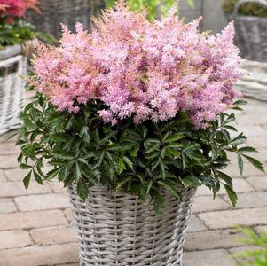 Astilbe chinensis 'Sugarberry'