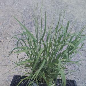 Panicum virgatum 'Niagra Falls'