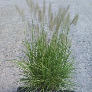 Pennisetum alopecuroides 'Lemon Squeeze'