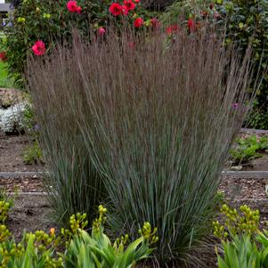 Schizachyrium scoparium 'Blue Paradise'
