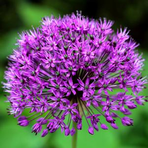 Allium aflatunense 'Purple Sensation'