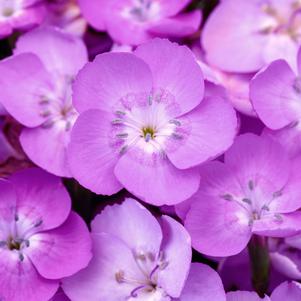 Dianthus 'Everlast™ Lavender Shimmer'
