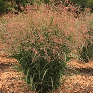Panicum virgatum 'Dream Catcher® Smoky Rose®'