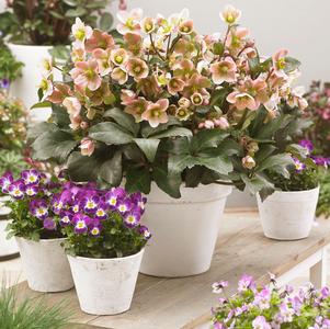 Helleborus x hybridus 'Angel Glow'