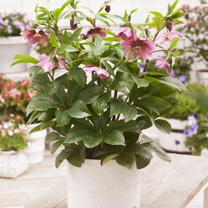 Helleborus x hybridus 'Tutu'