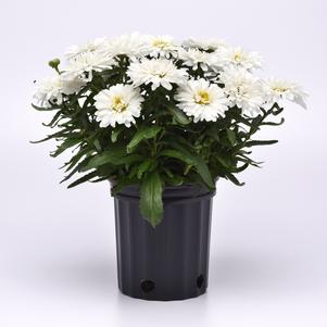 Leucanthemum superbum 'Make My Daisy™ Crazy'