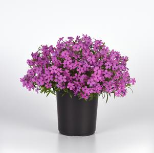 Phlox hybrida 'Spring Splash™ Violet'
