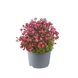 Saxifraga x arendsii 'Marto™ Hot Rose'