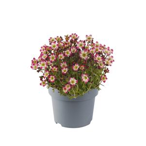 Saxifraga x arendsii 'Marto™ Red Picotee'