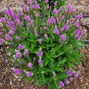 Veronica longifolia 'Skyward™ Lilac'