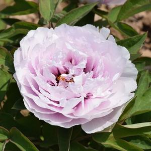 Peony Tree x suffruticosa 'Blue Sapphire (Lavender)'