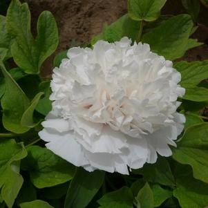 Peony Tree x suffruticosa 'Snowy Pagoda (White)'
