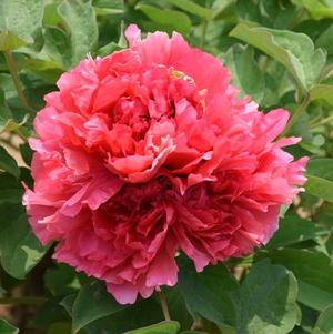 Peony Tree x suffruticosa 'Burning Colors of the Evening (Red)'