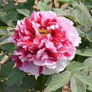 Peony Tree x suffruticosa 'Royal Elegance (Pink/White)'