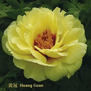 Peony Tree x suffruticosa 'Golden Crown (Yellow)'